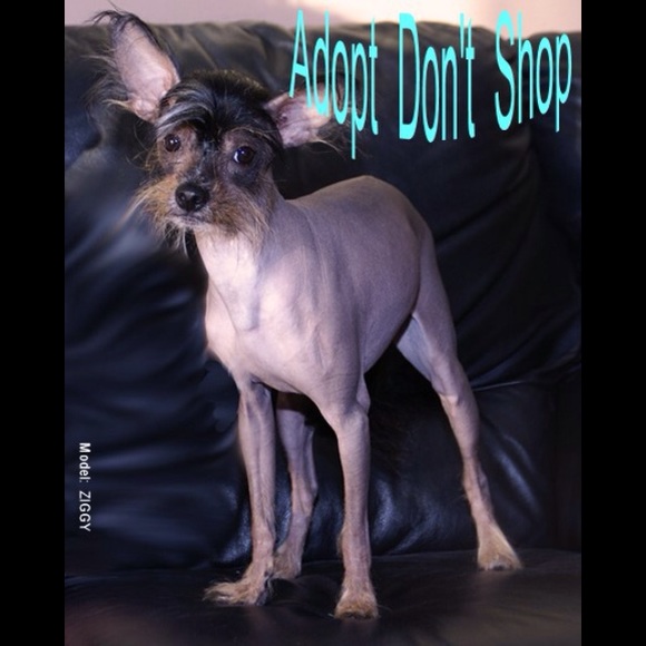 Meet your Posher, Lauren - Picture 11 of 13